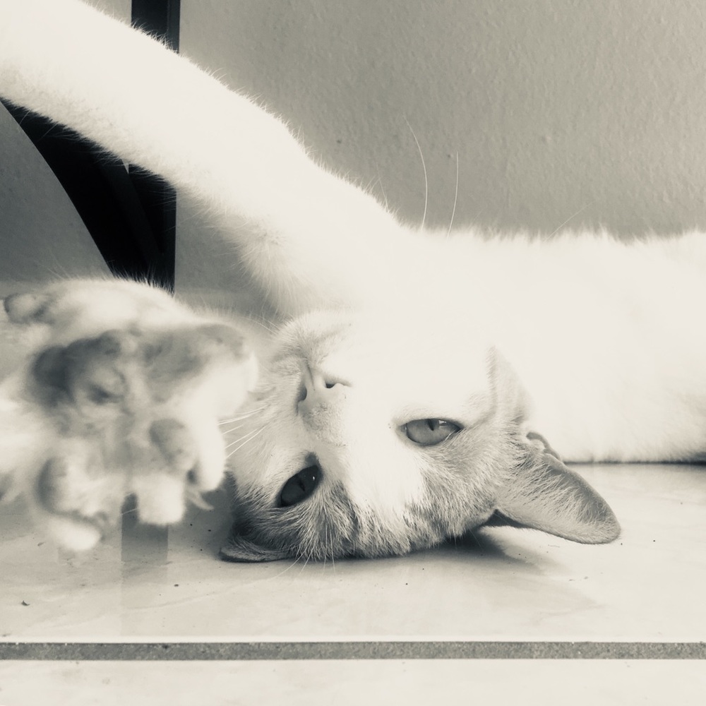 Meet your Posher, Tai